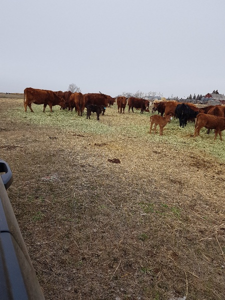 70 Cow Calf Pairs For Sale 