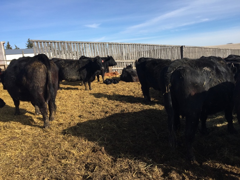 85 Purebred Angus Pairs For Sale 
