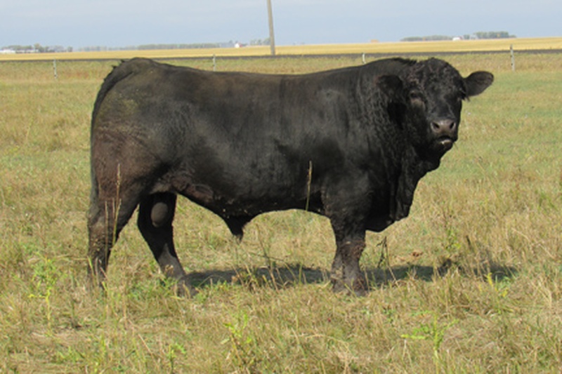 2 Year Old Limousin Bulls For Sale 