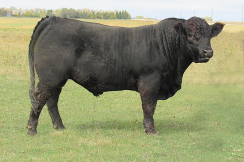 2 Year Old Limousin Bulls For Sale 