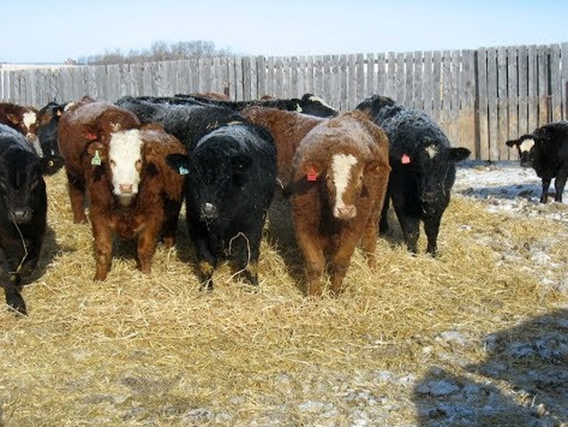 80 Steers For Sale 