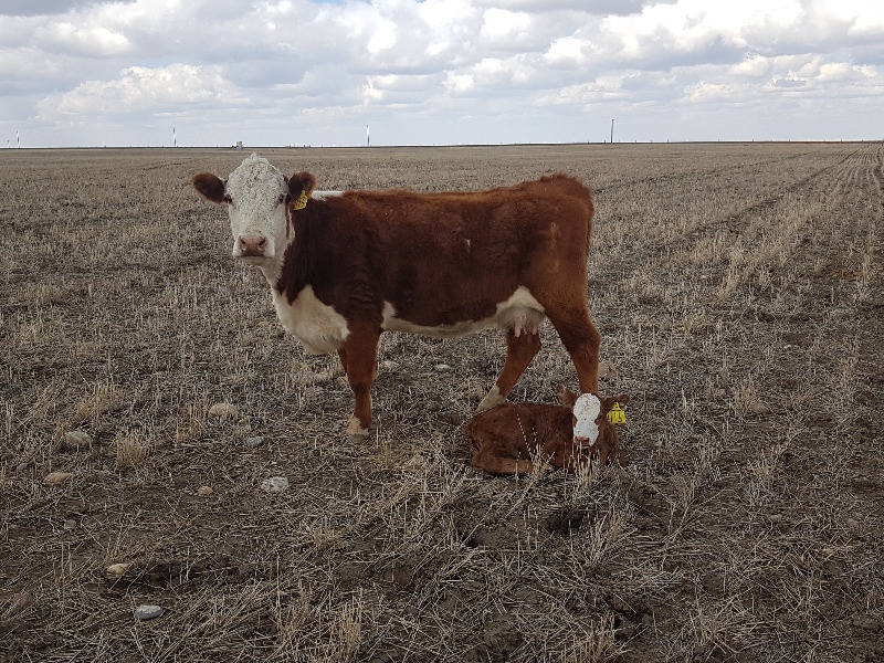 70 Cow Calf Pairs For Sale 