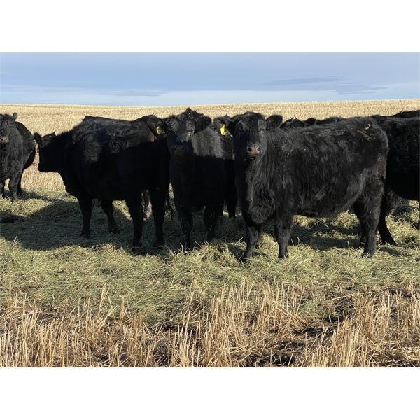 Black Angus Bred Heifers for sale