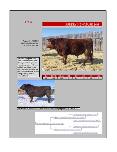 Registered Red Angus Yearling Bulls For Sale