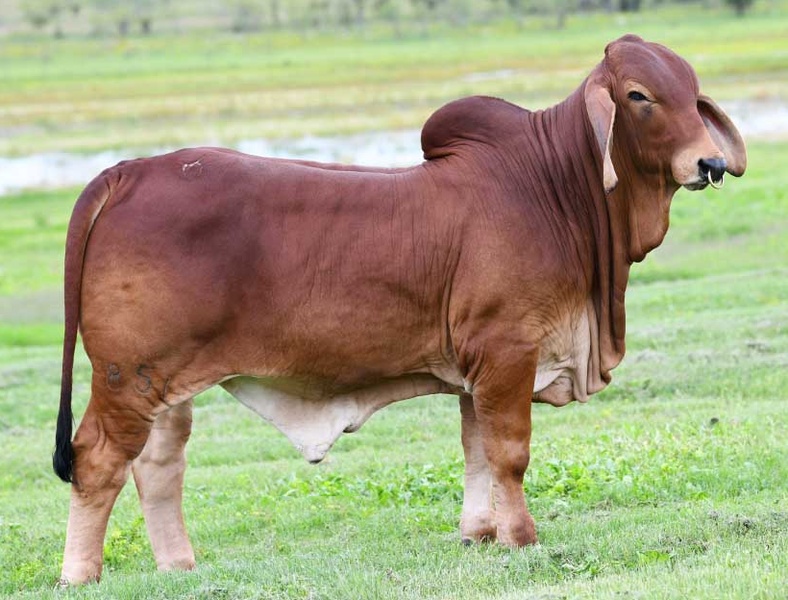 Pure Brahman Calves Available