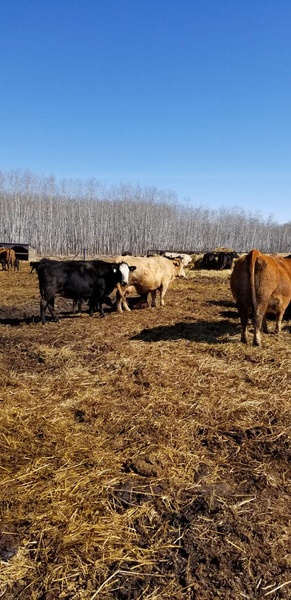 Angus Cow/Calf Pairs For Sale