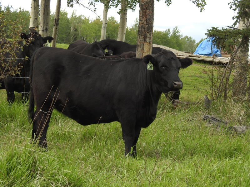 Purebred Registered Black Angus Bred Heifers