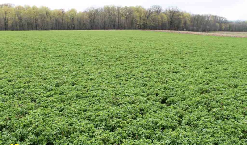 Alfalfa organic, no rain 